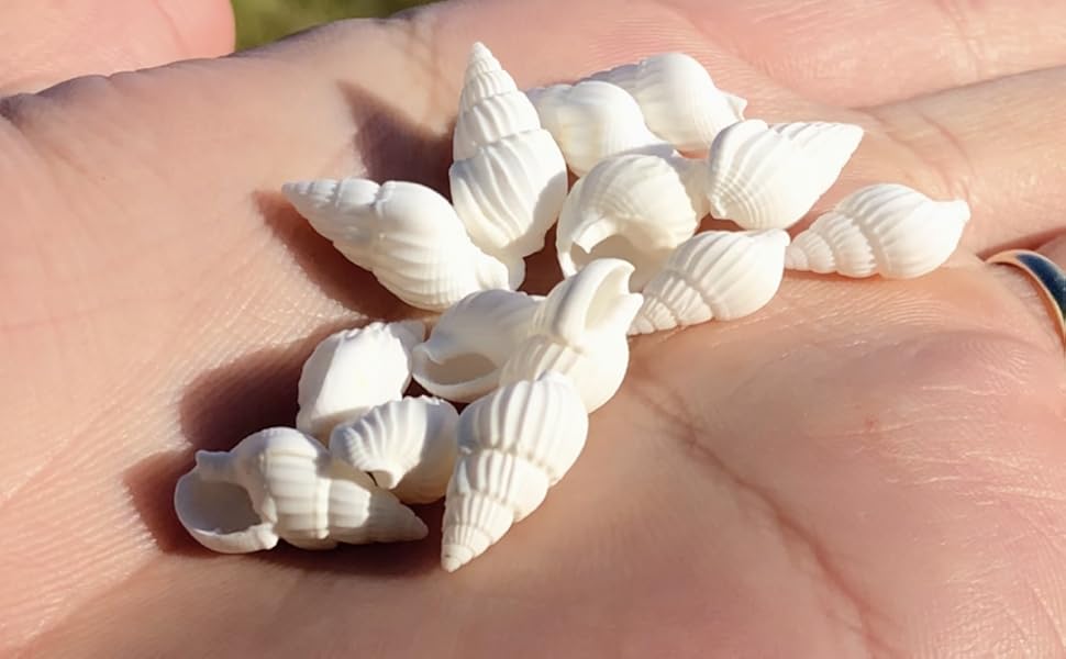 貝殻いろいろ 貝殻 フジツボの殻⑧ サイズいろいろ4点セット - メルカリ