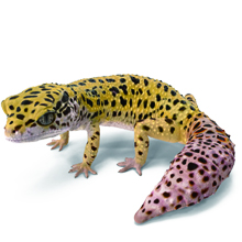 leopard gecko