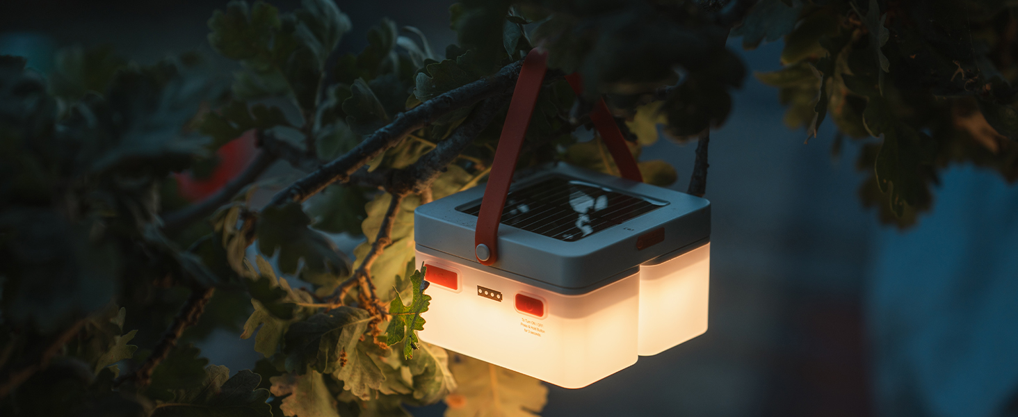 Lantern hanging from tree branch