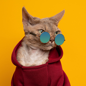 Kleine Hunde Sonnenbrille