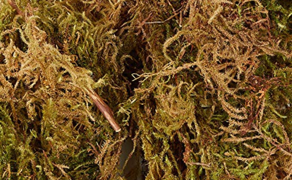 Green Paradise® Sphagnum Moss 500 Grams for orchid Plant Soil, Air Layering and Mulching