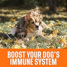 Boost your Dog's Immune System