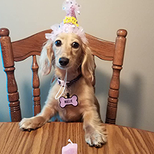 dog birthday set