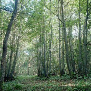 【中古】 The　Healing　Power　of　Forests 中古】 The Healing Power of Forests The Healing Power of
