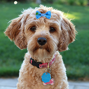 pet bows