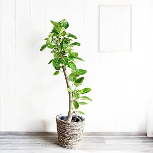 フィカス・アルテシマ　ゴムの木　10号鉢・キャスター付き木製植木鉢トロリー付き フィカス アルテシーマ 観葉植物 10号 大型 アルテシマ ゴムの木