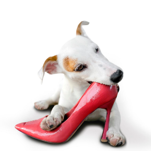 Dog Chewing Shoe