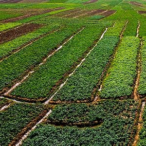 fadogia agrestis harvested