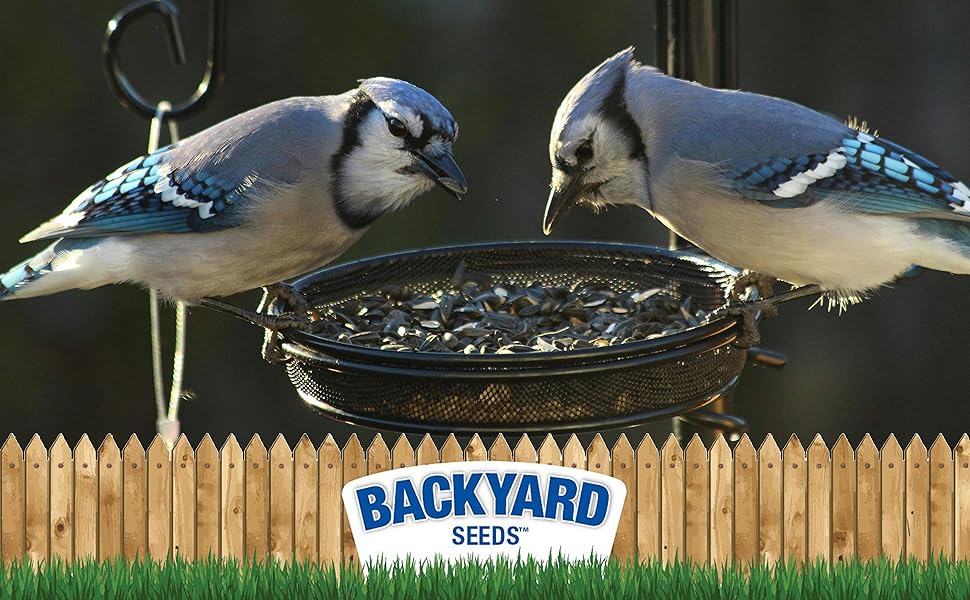 black oil sunflower bulk seed