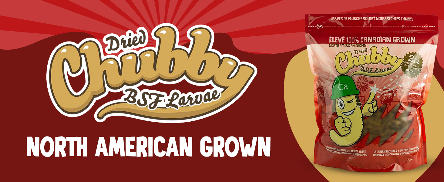 black soldier fly larvae; dried soldier fly larvae; insect larvae for chickens