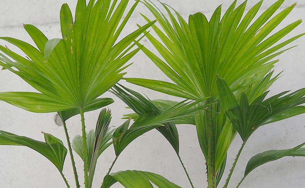 Amazon｜ビロウヤシ6号鉢【品種で選べる観葉植物/1個売り】学名
