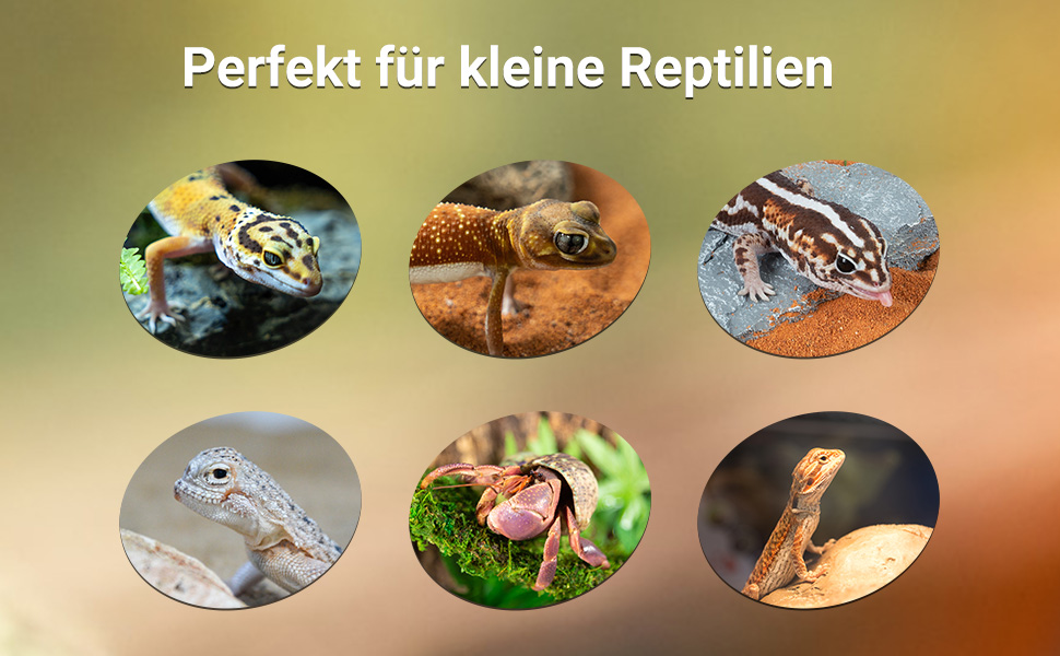 Collage aus sechs kleinen Reptilienfotos, die verschiedene Gecko- und Echsenarten zeigen, mit deutschem Text „Perfekt für kleine Reptilien