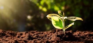 A plant budding in the soil with a ray of sunlight coming into frame from the top left corner.