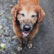 A muddy dog with eyes closed and panting looks like he is smiling