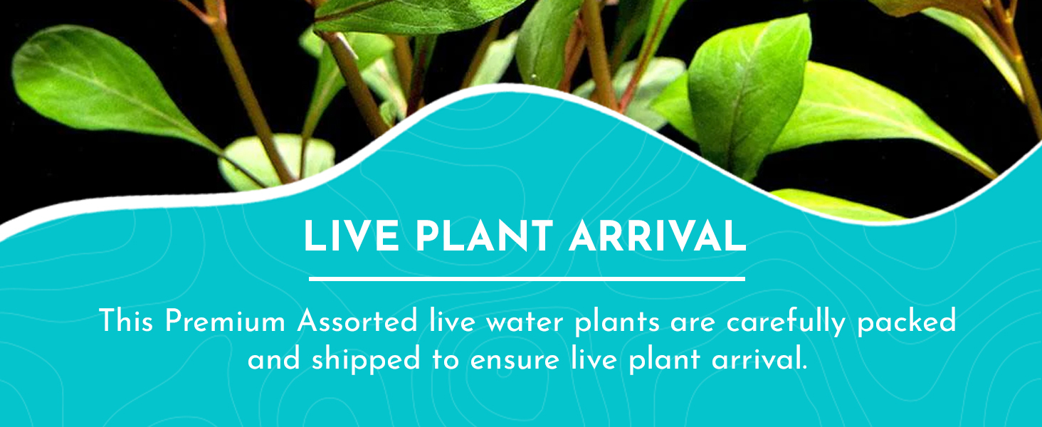 Live Aquarium Plants 