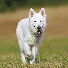 Funny dog rope toys