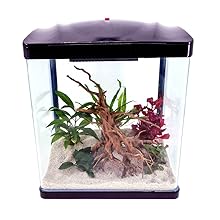 Kleines Glasaquarium mit schwarzem Rahmen und Deckel. Enthält Sand, dekoratives Treibholz und künstliche Pflanzen, darunter grüne und rote Sorten.
