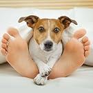 No Fear of Pet Accidents!