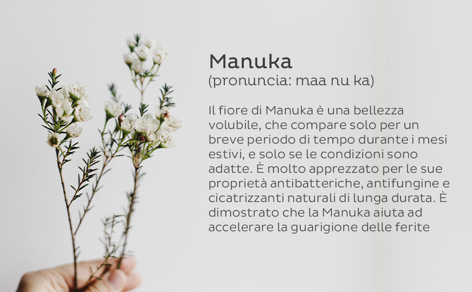 Tieni in mano un rametto di pianta di Manuka con piccoli fiori bianchi. Il testo fornisce informazioni su Manuka