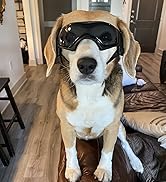 dog goggles