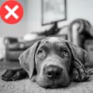 dog birthday toy puppy teething toy funny dog toys puppy plush toy pet dog aggressive chewers dog