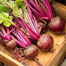 Beets
