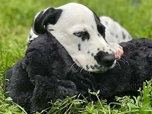 Snuggle Puppy Black Lifestyle image with Dalmatian