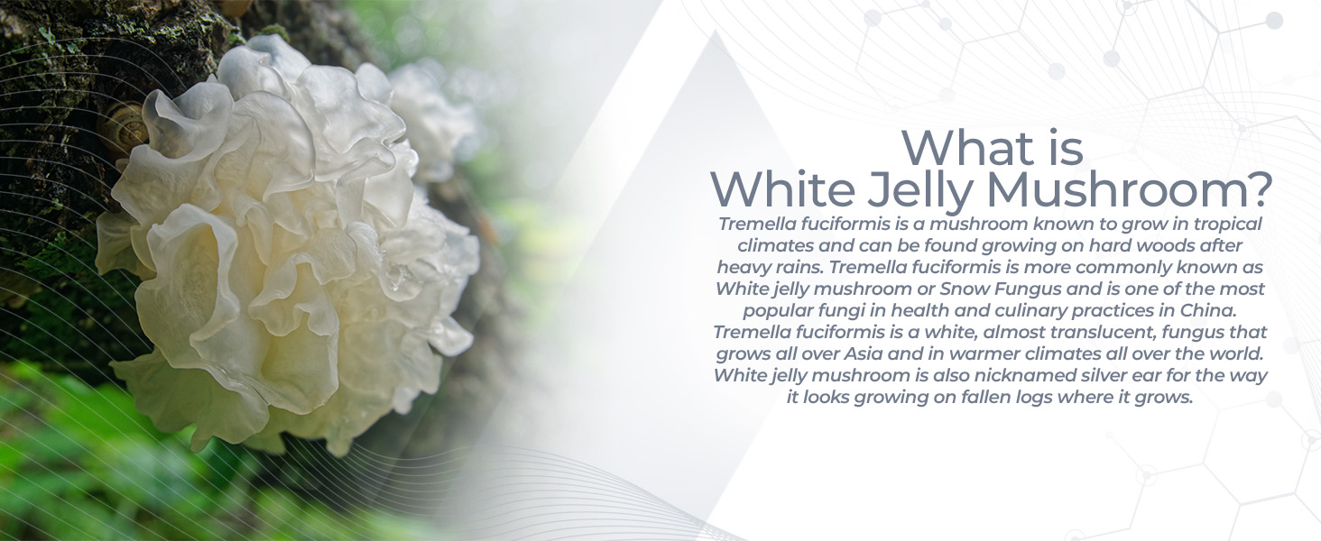 White Jelly Mushroom