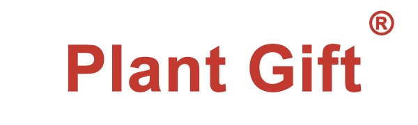 hawthorn,hawthorn berry tea,Hawthorn Fruit Tea