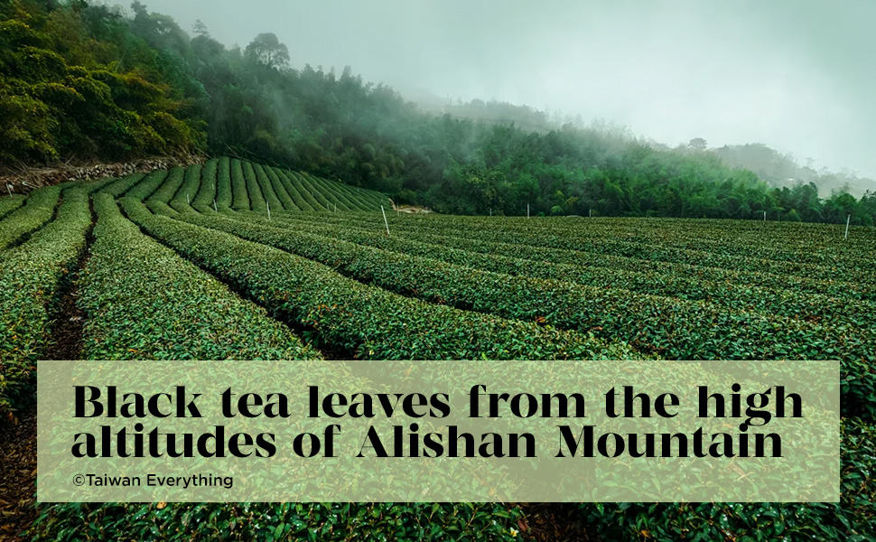 FOCUS FOODS Instant Kombucha Powder Naturally Flavored