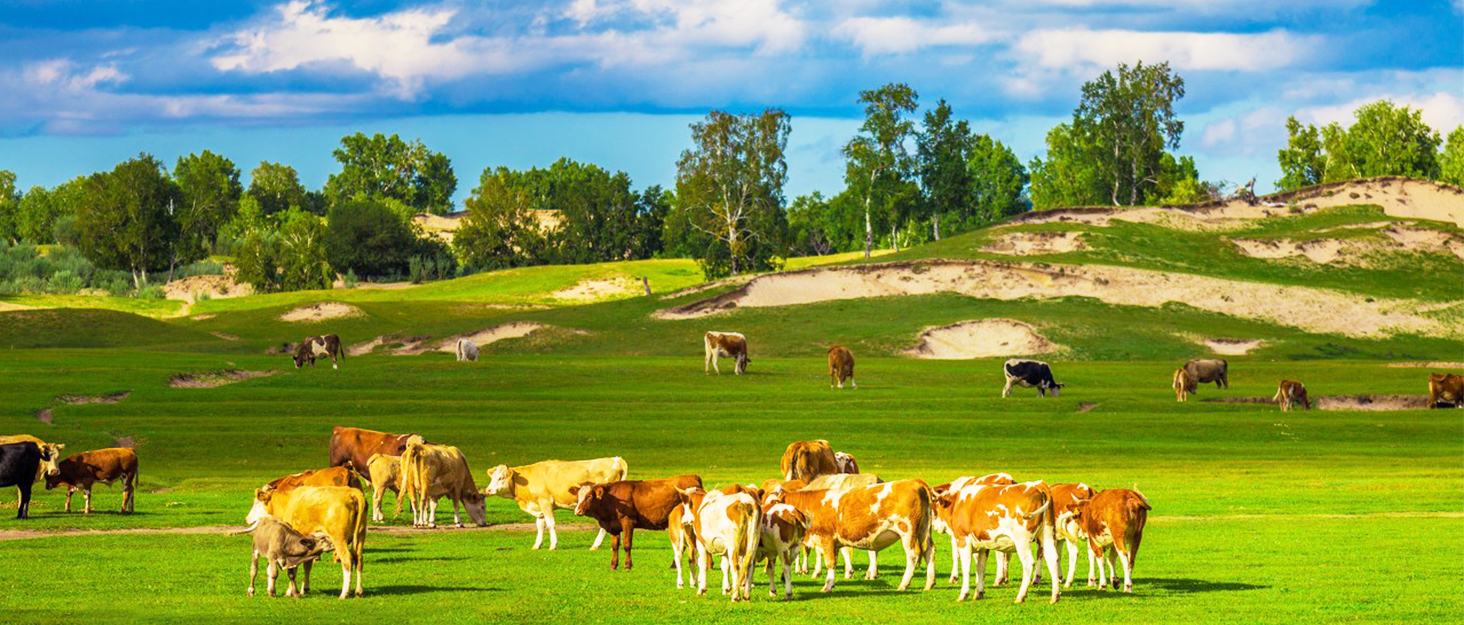 Proshine Cattle Prod