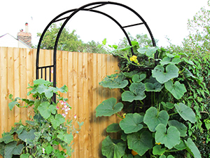 Pergola Trellis