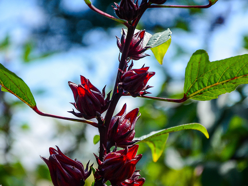 fleurs hibiscus