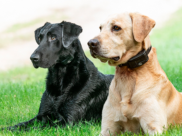 Two dogs sitting in the grass side by side. 1 is a black lab and the other golden lab