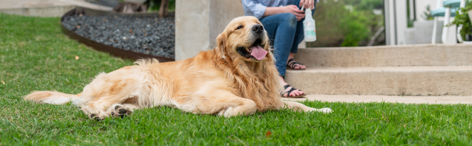 A dog happily laying in a yard