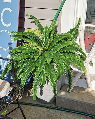 fake fern