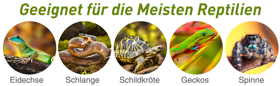 drei Schildkröten in freier Wildbahn