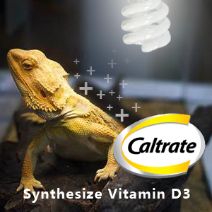 Synthesize Vitamin D3