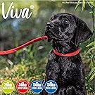 a black labrador puppy glancing to left wearing a red slip lead 