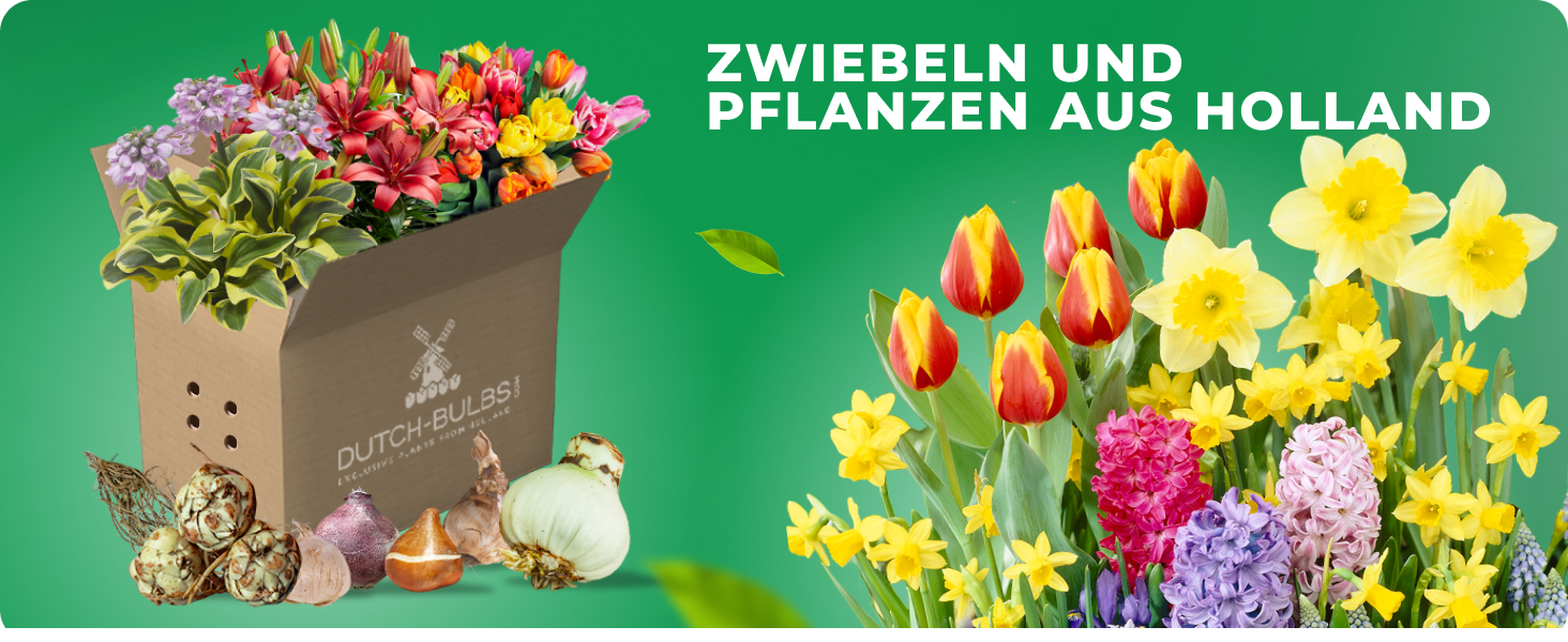 Blumenzwiebeln und mehrjährige Pflanzen Setzlinge aus Holland 