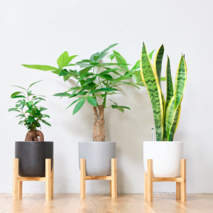 Amazon｜東京寿園 パキラ 大型 観葉植物 本物 土を使わない観葉植物