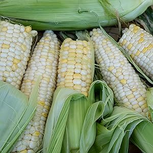 Organic-corn-seed xanadu zanadoo sweet-corn-seed corn organic seed seed-for-planting grain colored