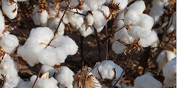 cotton