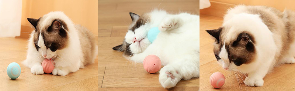 Drei Bilder von Katzen, die auf einem Hartholzboden mit bunten Spielzeugbällen spielen. Katzen scheinen von derselben Rasse zu sein.
