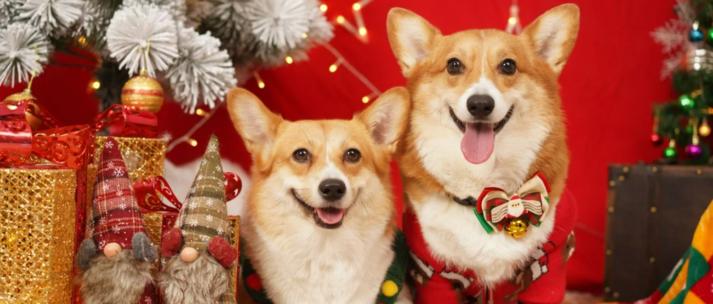 dog bowls large breed