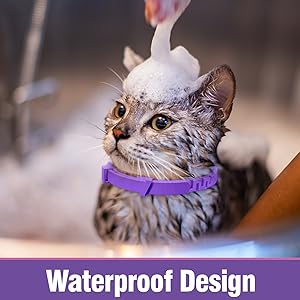 pheromone collar for cats