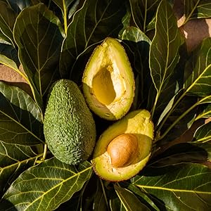 Fotografías en primer plano de aguacates y cítricos frescos dispuestos con hojas de color verde oscuro con luz natural, que muestran diferentes ángulos y arreglos.