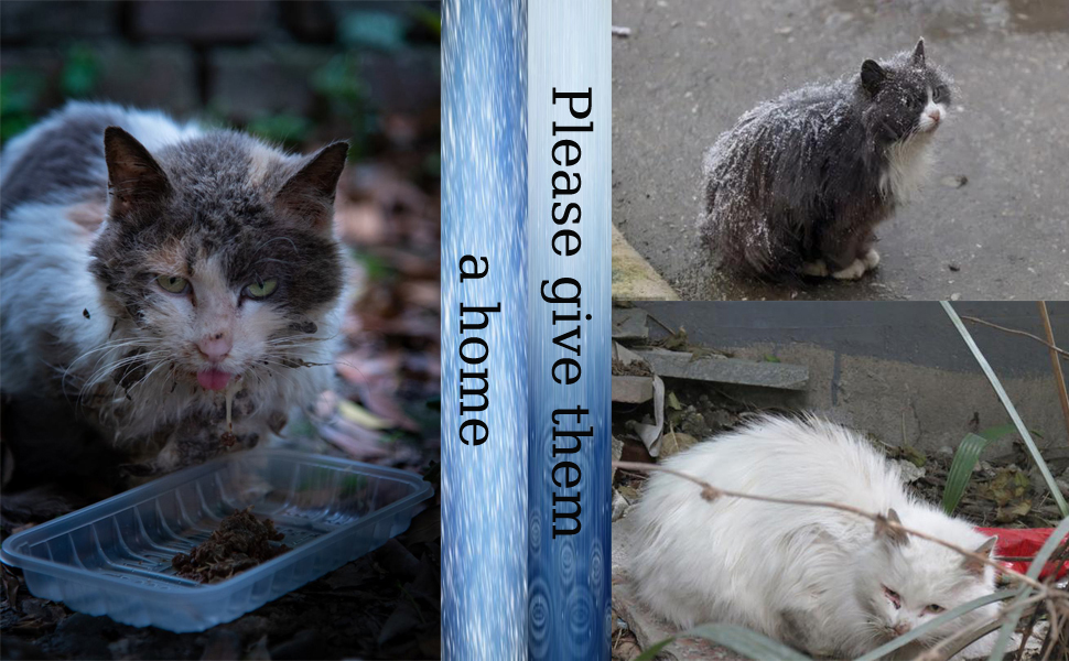 Casetta Per Gatti Da Esterno Vinnypet - Impermeabile, Con Cuscino, 45x43x40 Cm