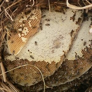 Miel de Sidr Maliky du Maroc