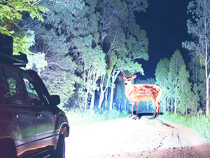 Headlight Assembly Compatible with 2011-2020 Toyota Sienna